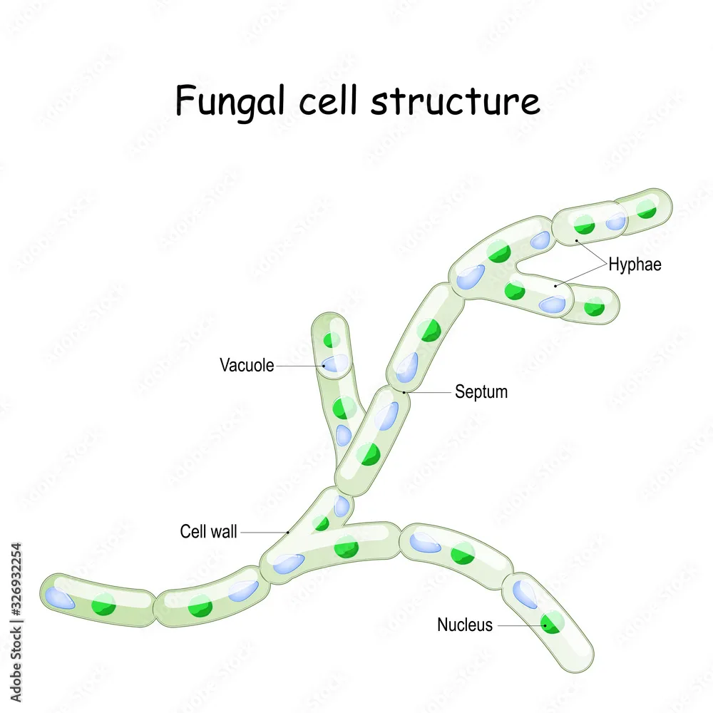 Fungal Cell Diagram