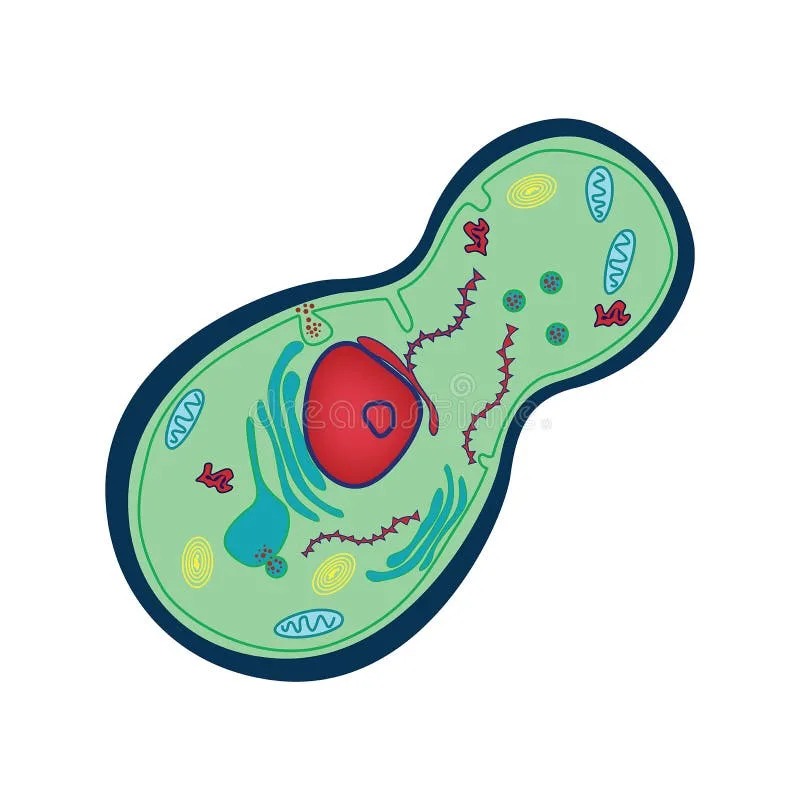 Fungal Cell Diagram