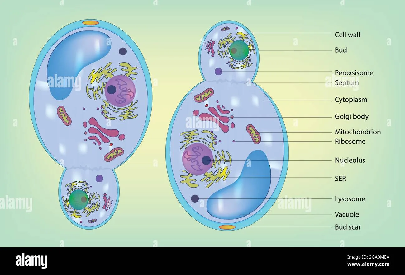 Fungal Cell Structure Diagram At Manuel Hatchett Blog