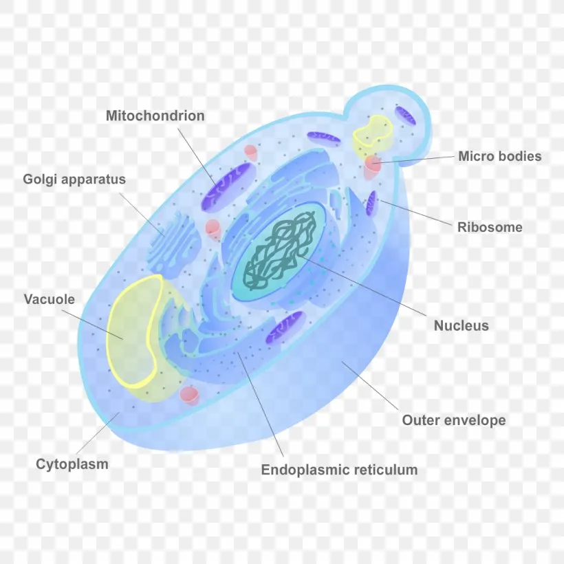 Fungal Cell Structure Diagram At Manuel Hatchett Blog