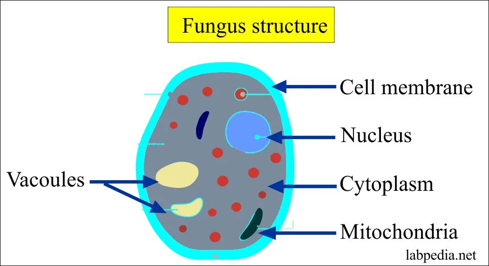 Fungal Cell Structure Diagram At Manuel Hatchett Blog