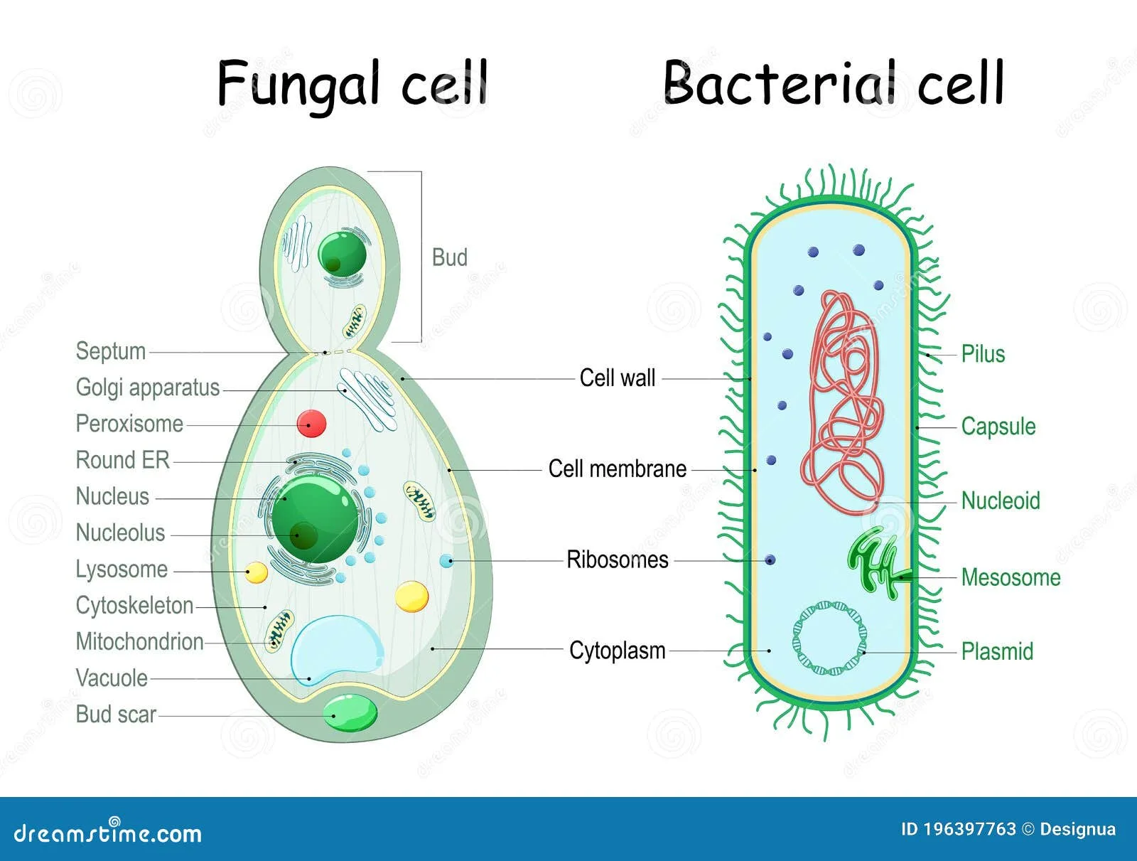 Fungal Cell Structure Diagram Fungal Cell Wall
