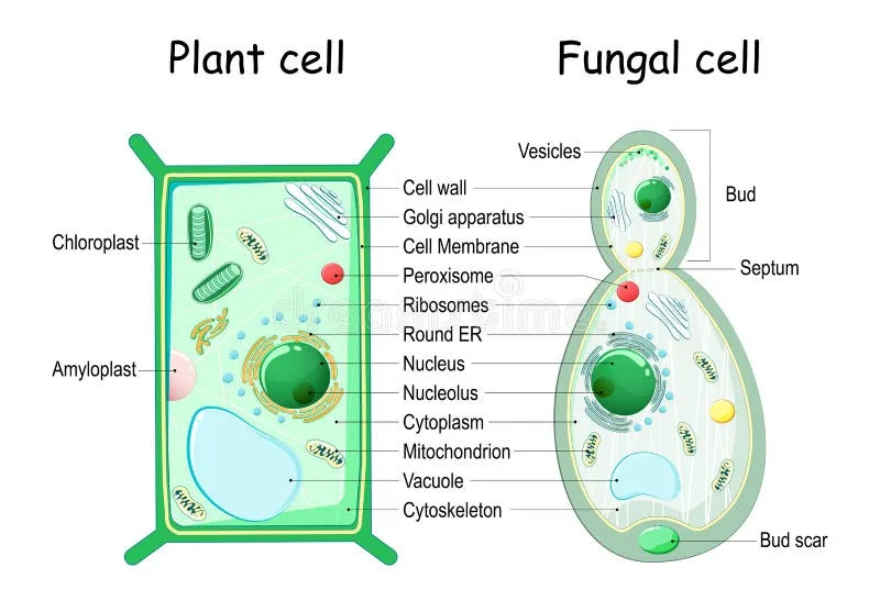 Fungal Cell Wall Diagram
