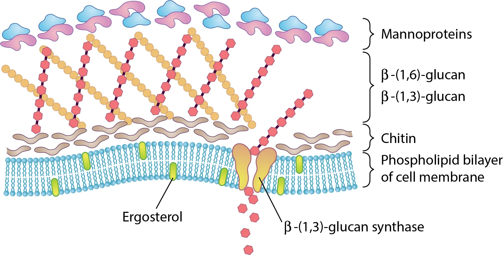 Fungal Cell Wall Diagram