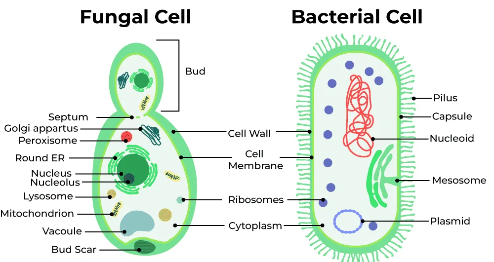 Fungal Cell Wall Diagram