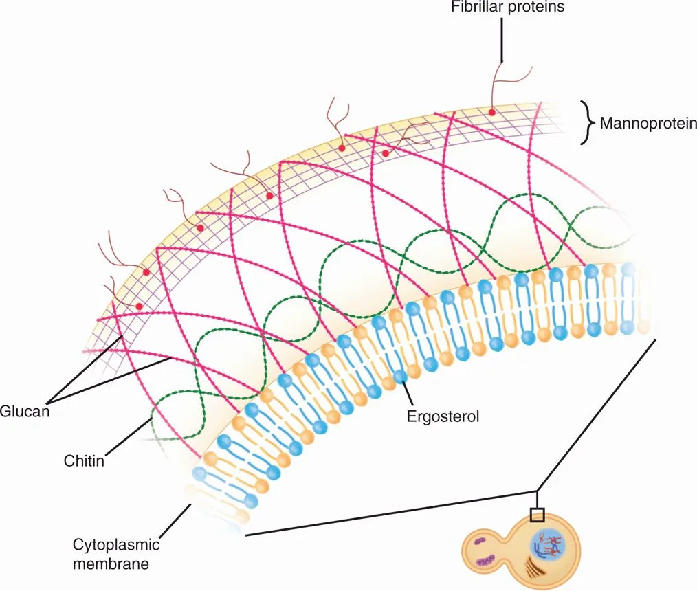 Fungal Cell Wall Diagram