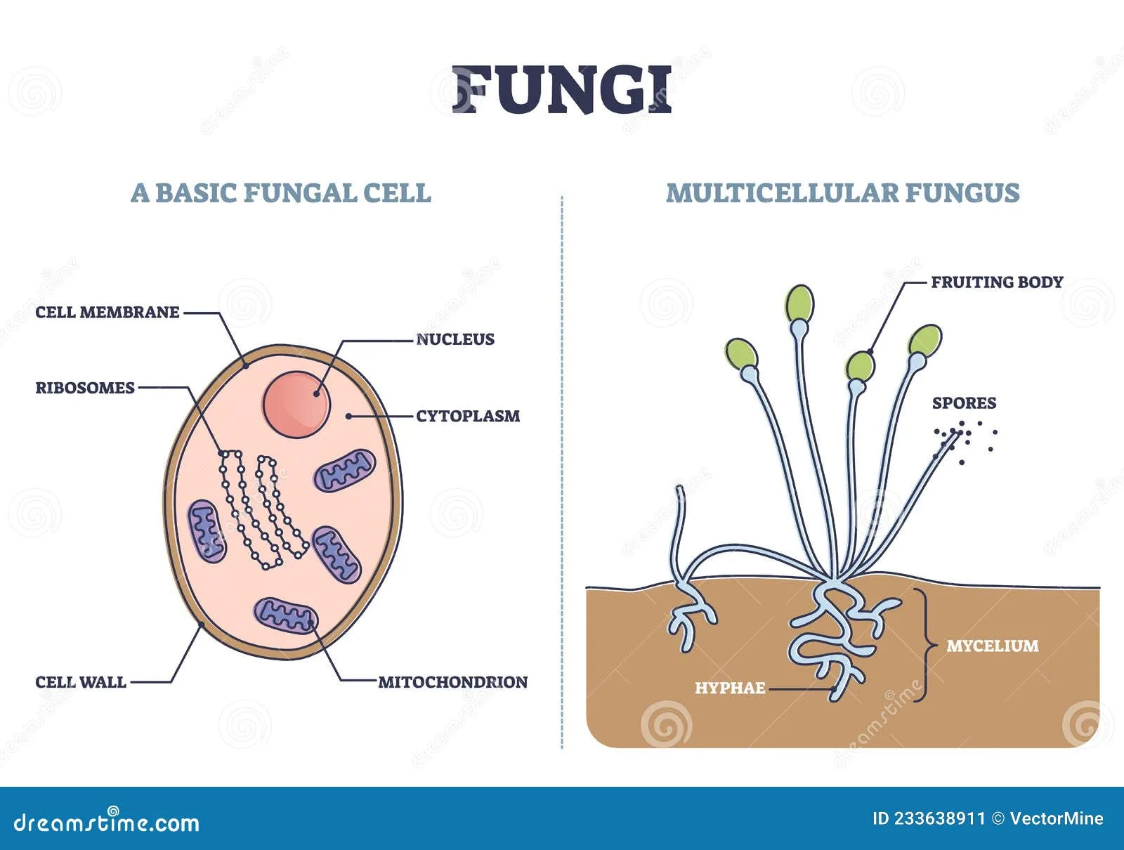 Fungal Cell Wall Diagram