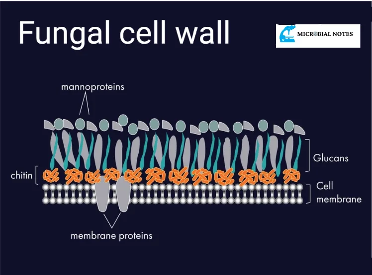 Fungal Cell Wall Structure
