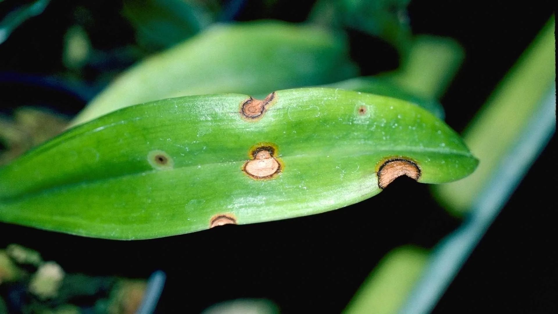 Fungal Leaf Spots On Indoor Plants University Of Maryland Extension