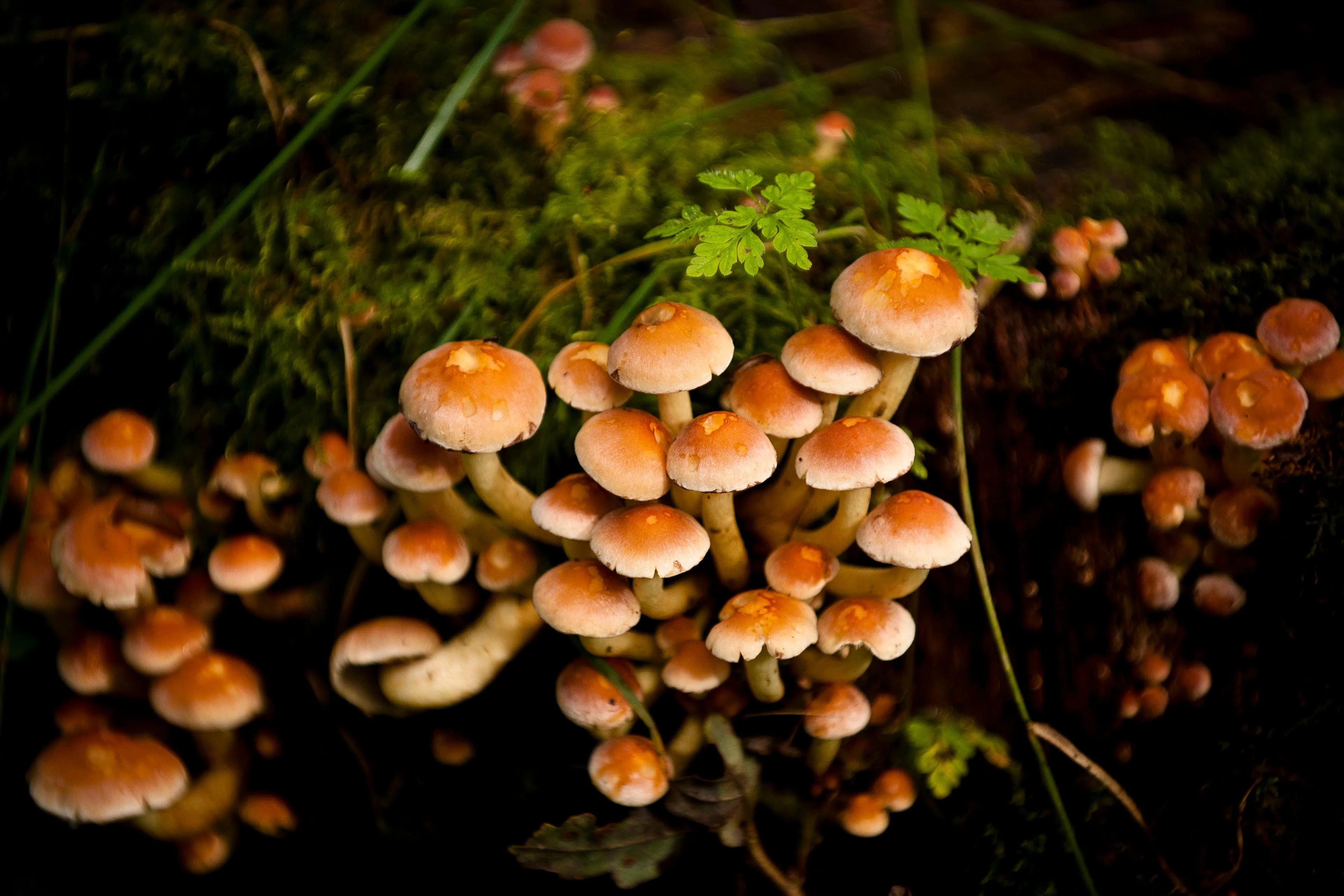 Fungi On Trees