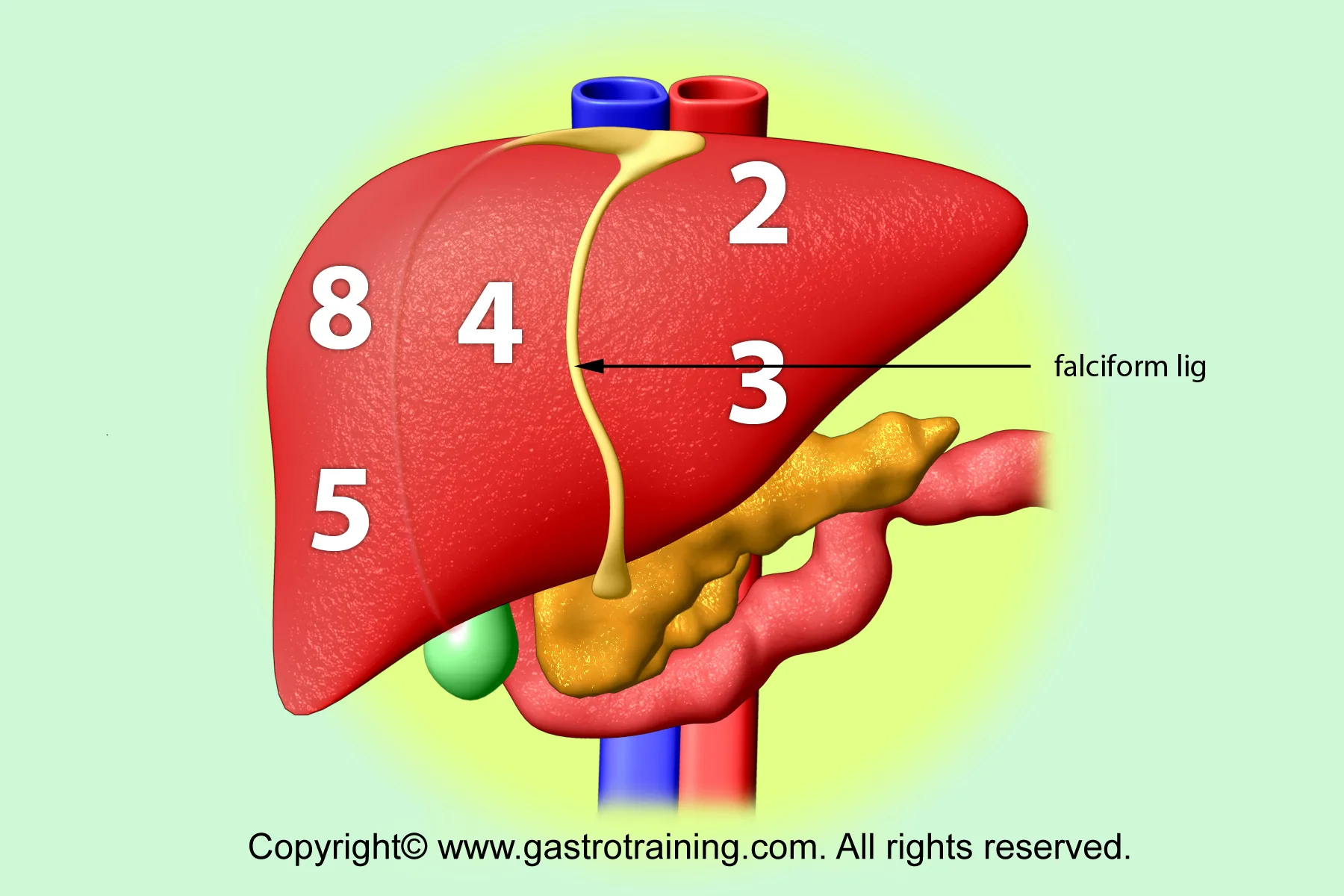 Gastroenterology Education And Cpd For Trainees And Specialists Liver