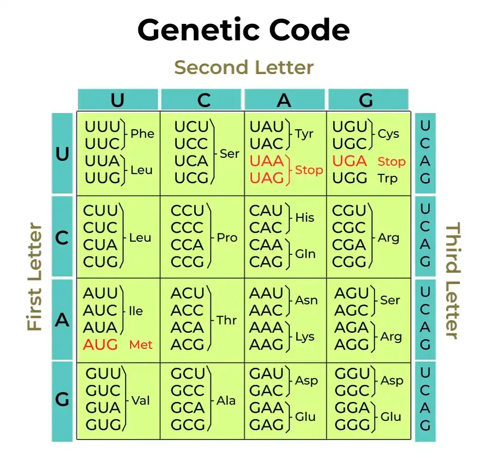 Genetic Code Molecular Basis Of Inheritance Geeksforgeeks