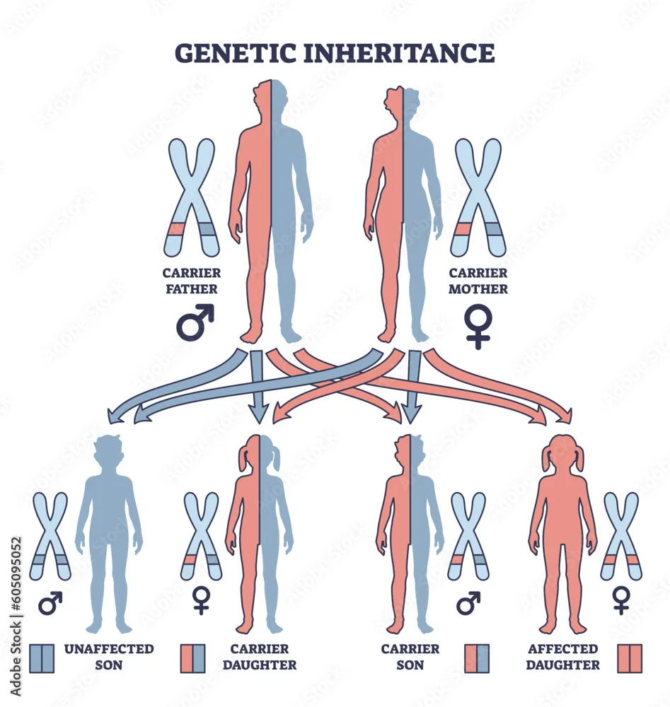 Genetic Inheritance As Two Alleles In Gene Pair Are Inherited Outline Diagram Labeled