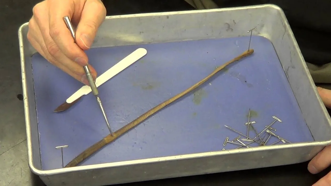 Get 35 Earthworm Dissection Diagram