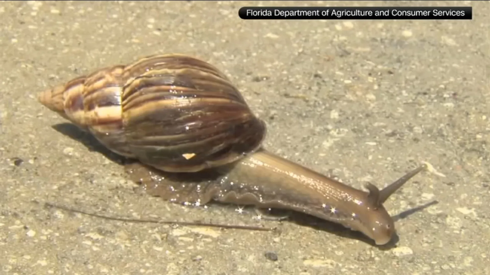 Giant African Land Snails Which Carry Parasite Send South Fl Neighborhoods Into Quarantine