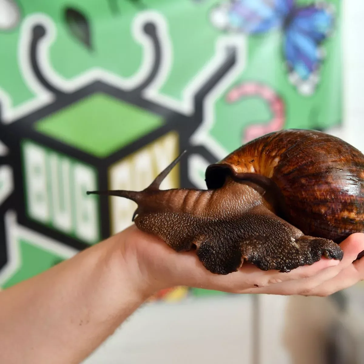 Giant Snail Pet