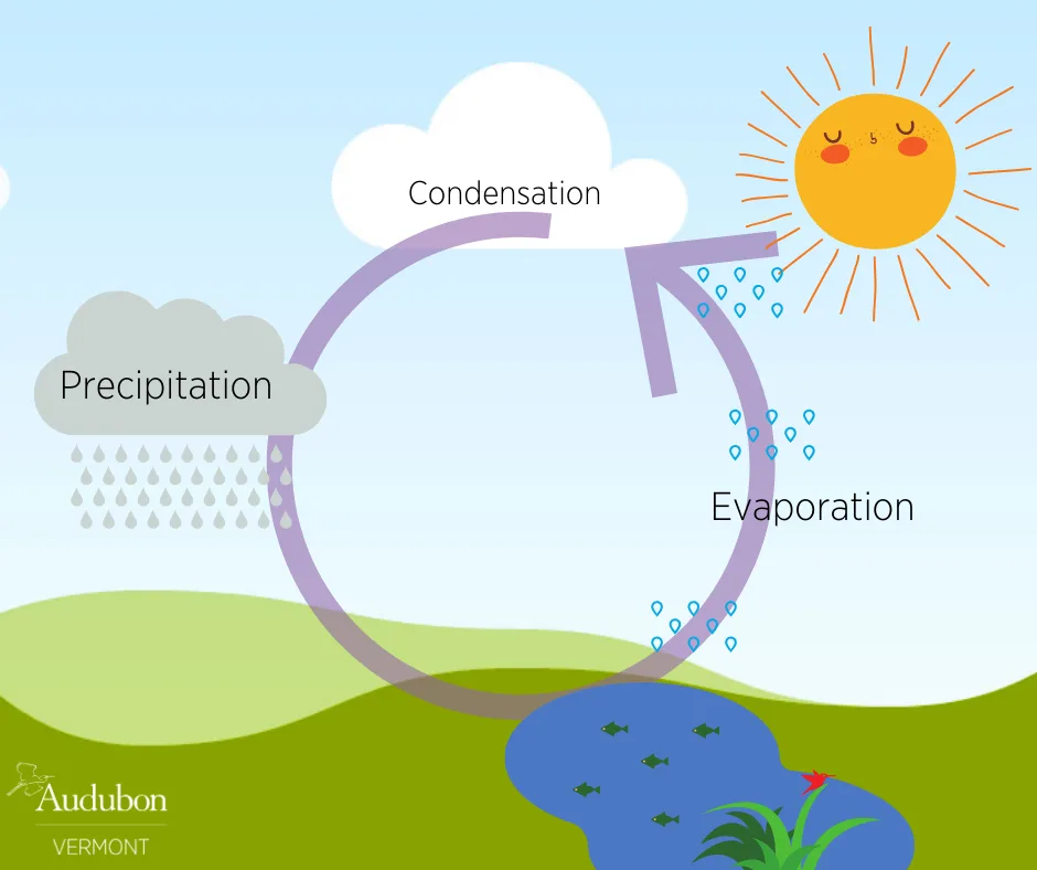 Global Warming Effect On The Weather Water Evaporation Diagr