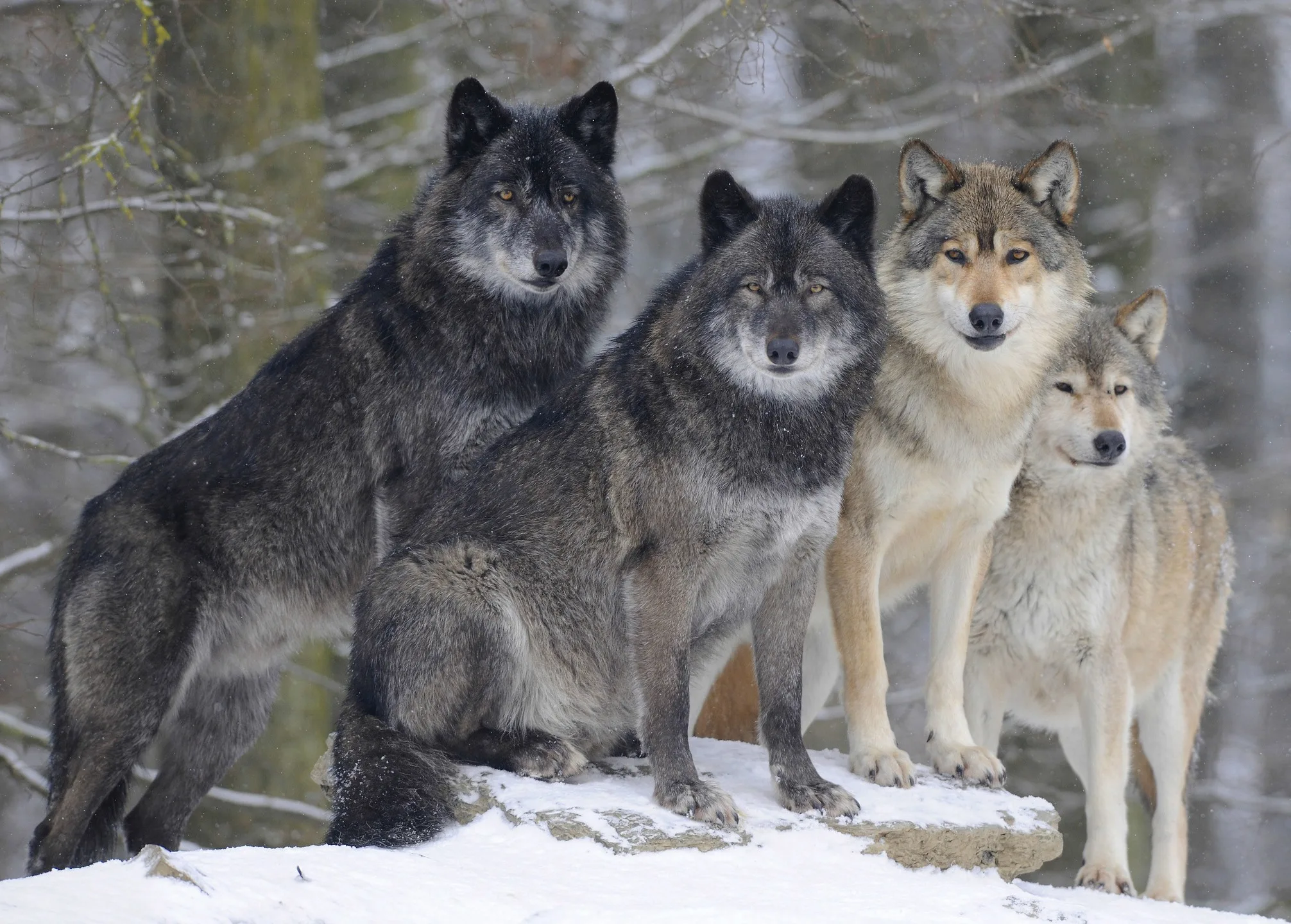 Gray Wolf Animal