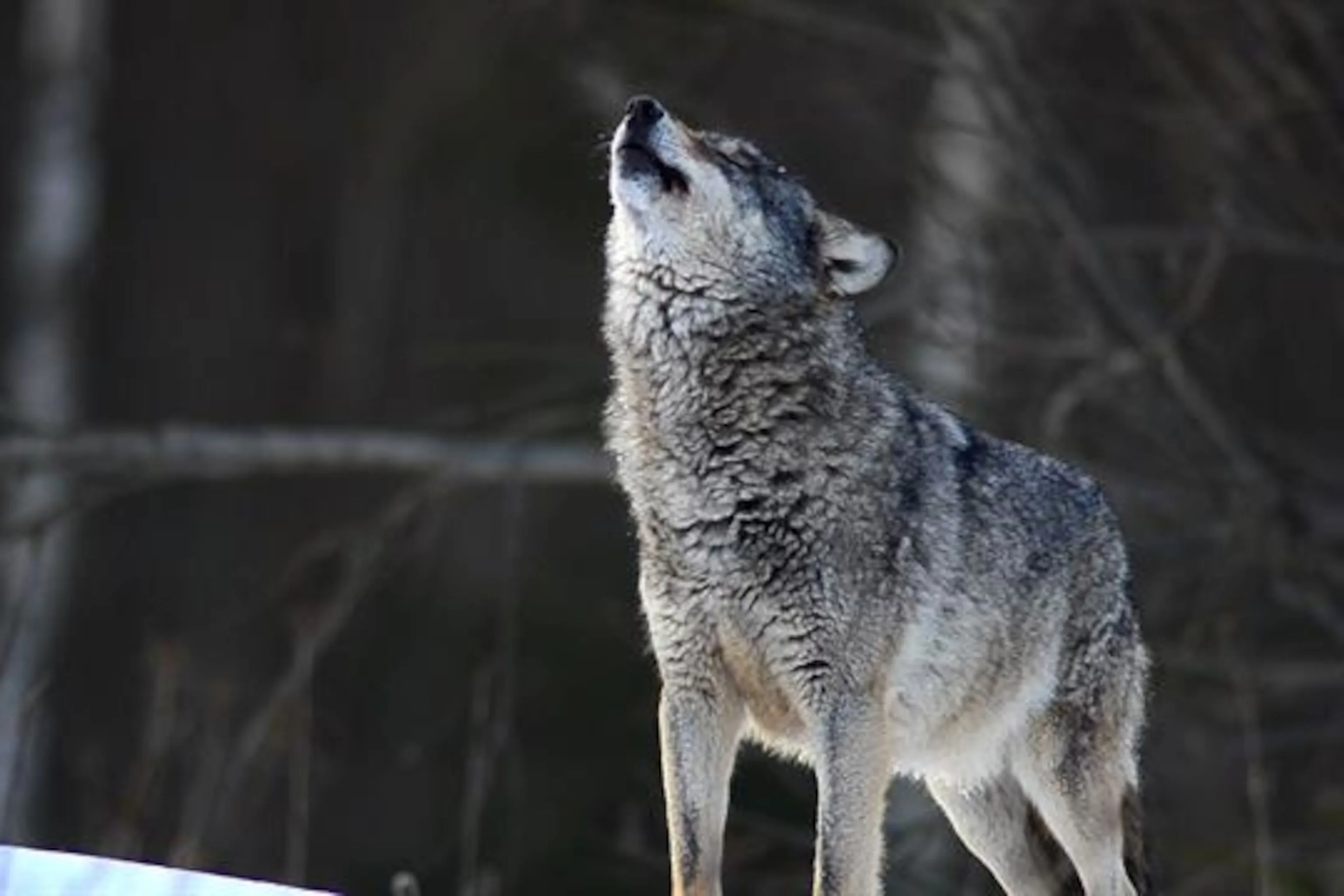 Gray Wolf Howling