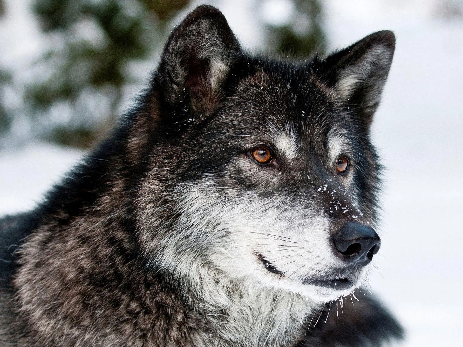 Gray Wolf Wallpapers Wallpaper Cave