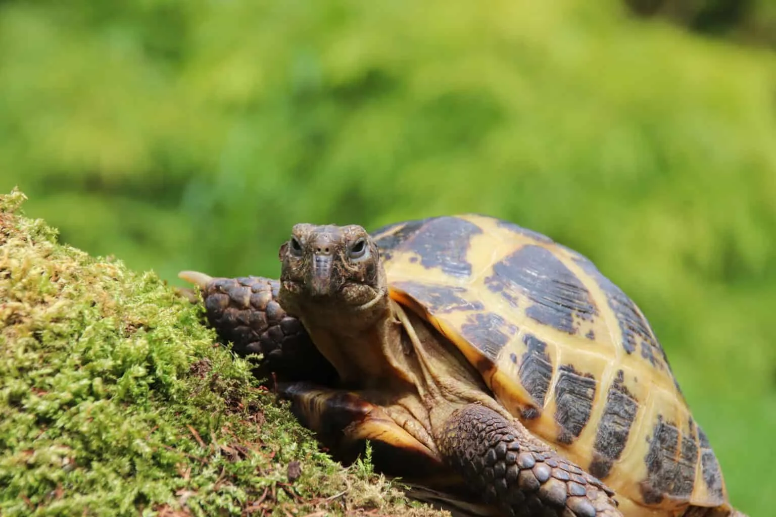 Greek Tortoise Vs Russian Tortoise Az Animals