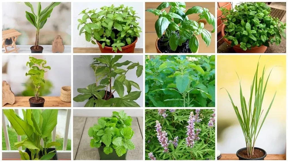 Green Herbal Medicinal Plants Packaging Type Poly Bag At 16 Piece In Surat