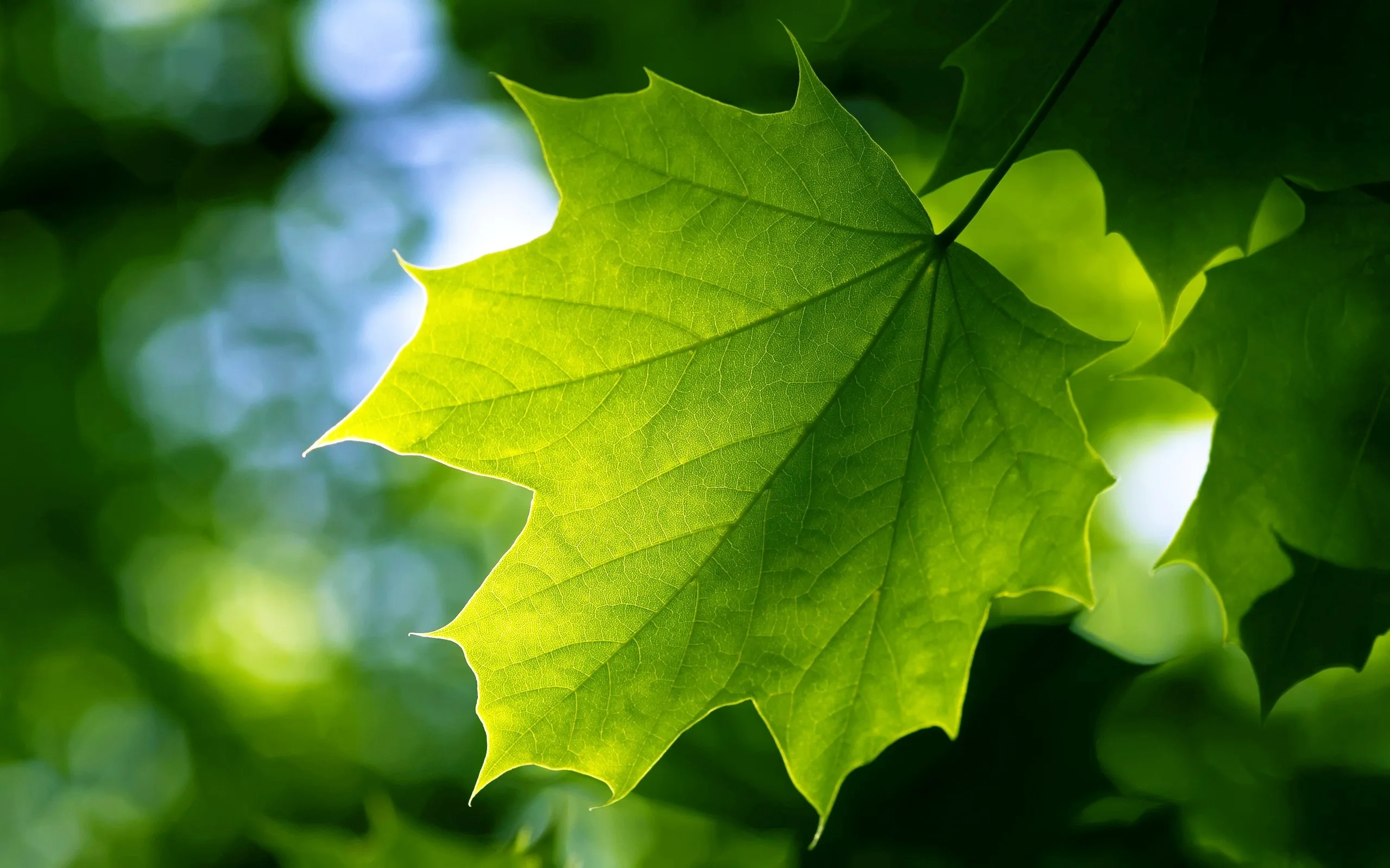 Green Leaf Wallpaper Hd 70 Images