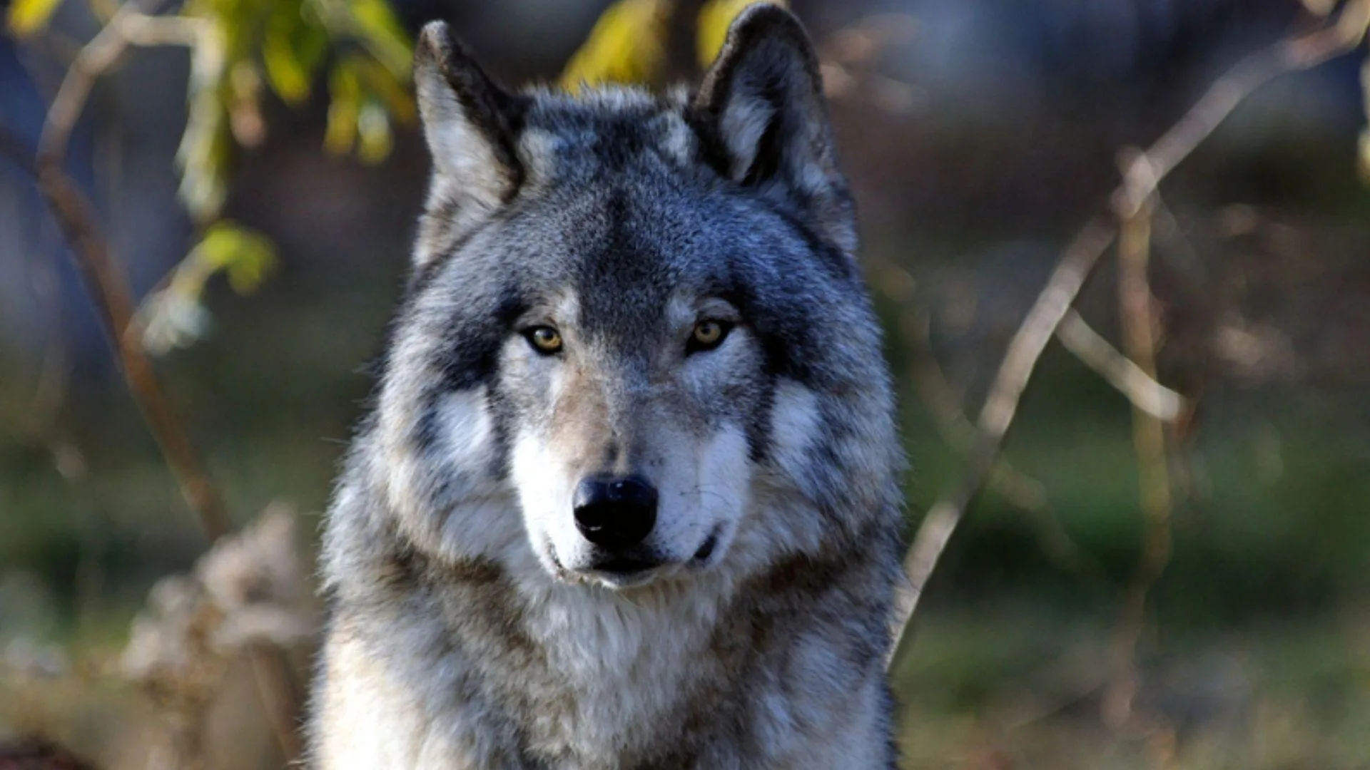 Grey Wolf Wallpapers Wallpaper Cave
