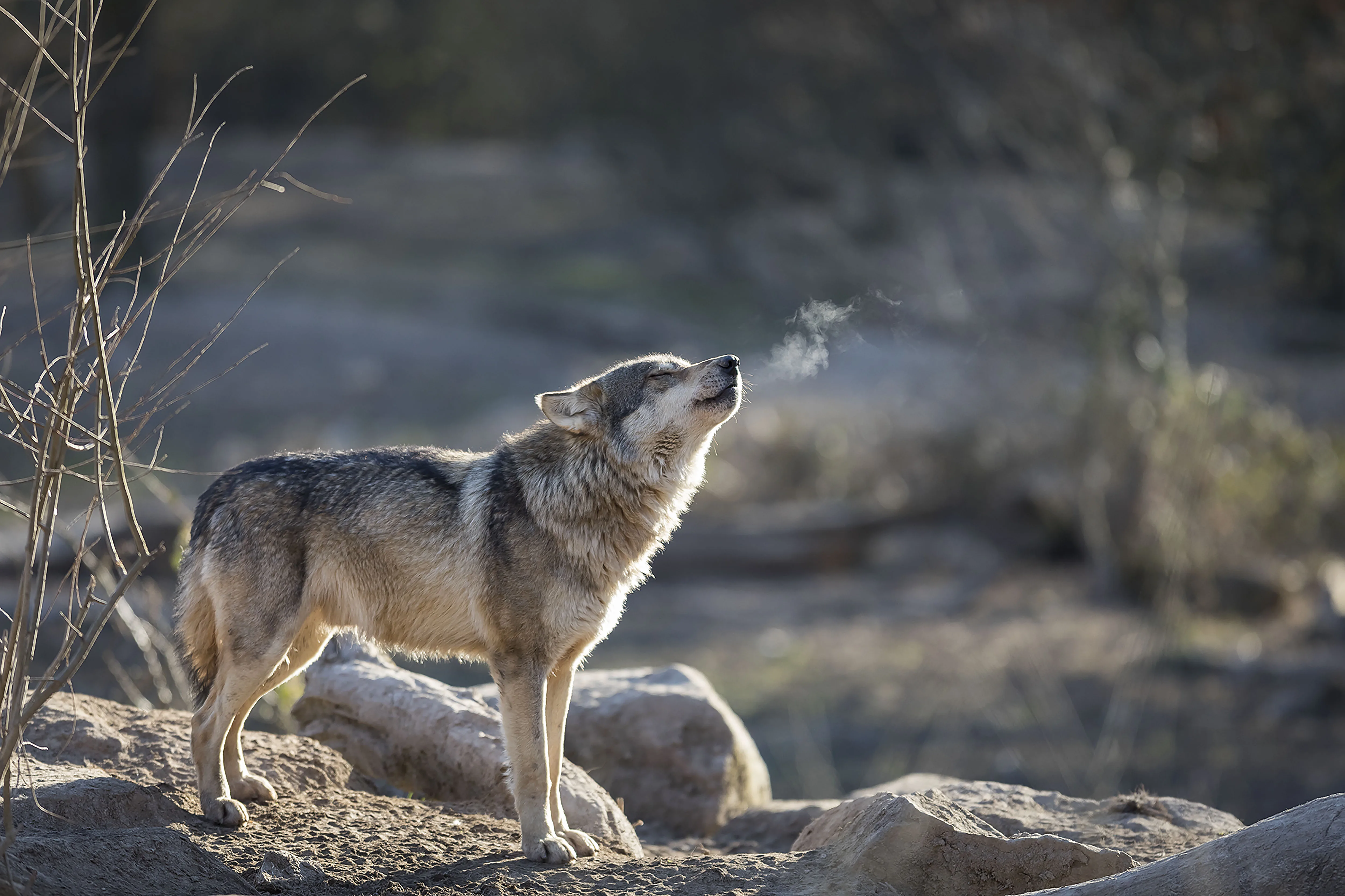 Grey Wolf Wildark