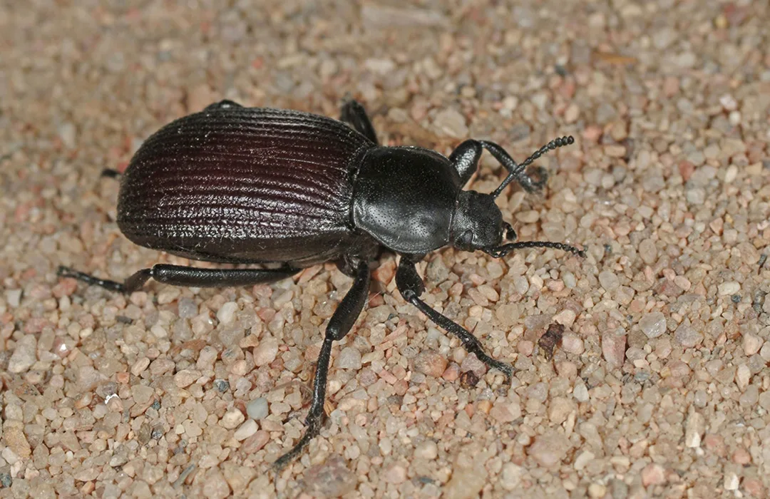 Ground Beetles Agricultural Biology