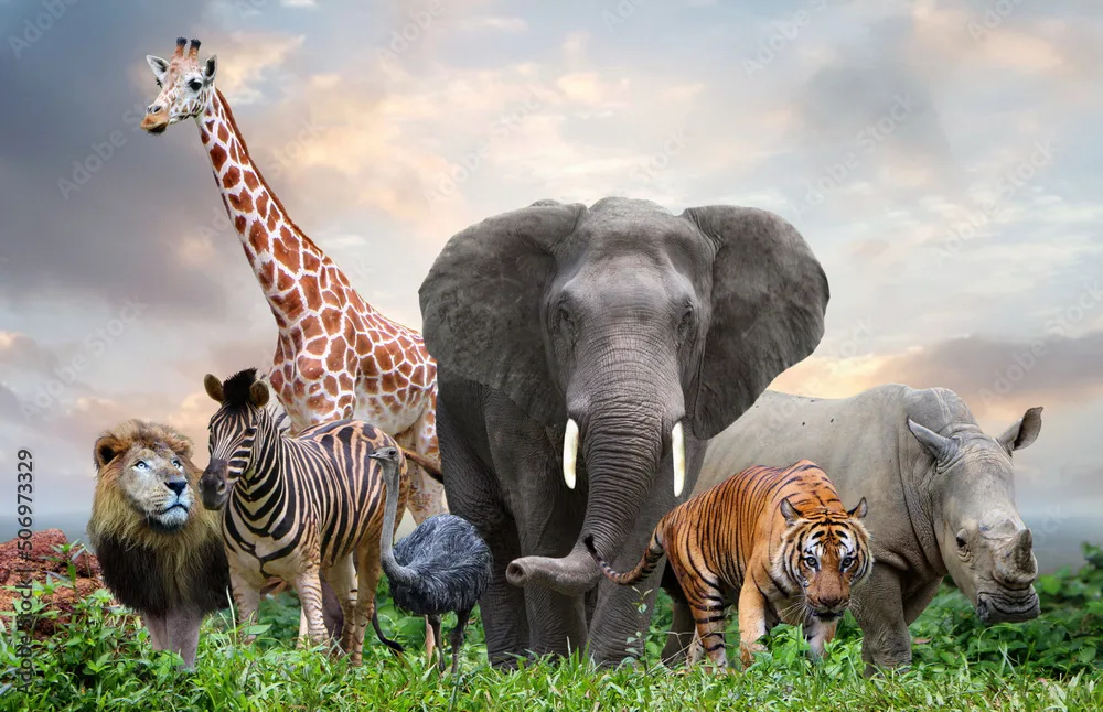 Group Of Animals Images