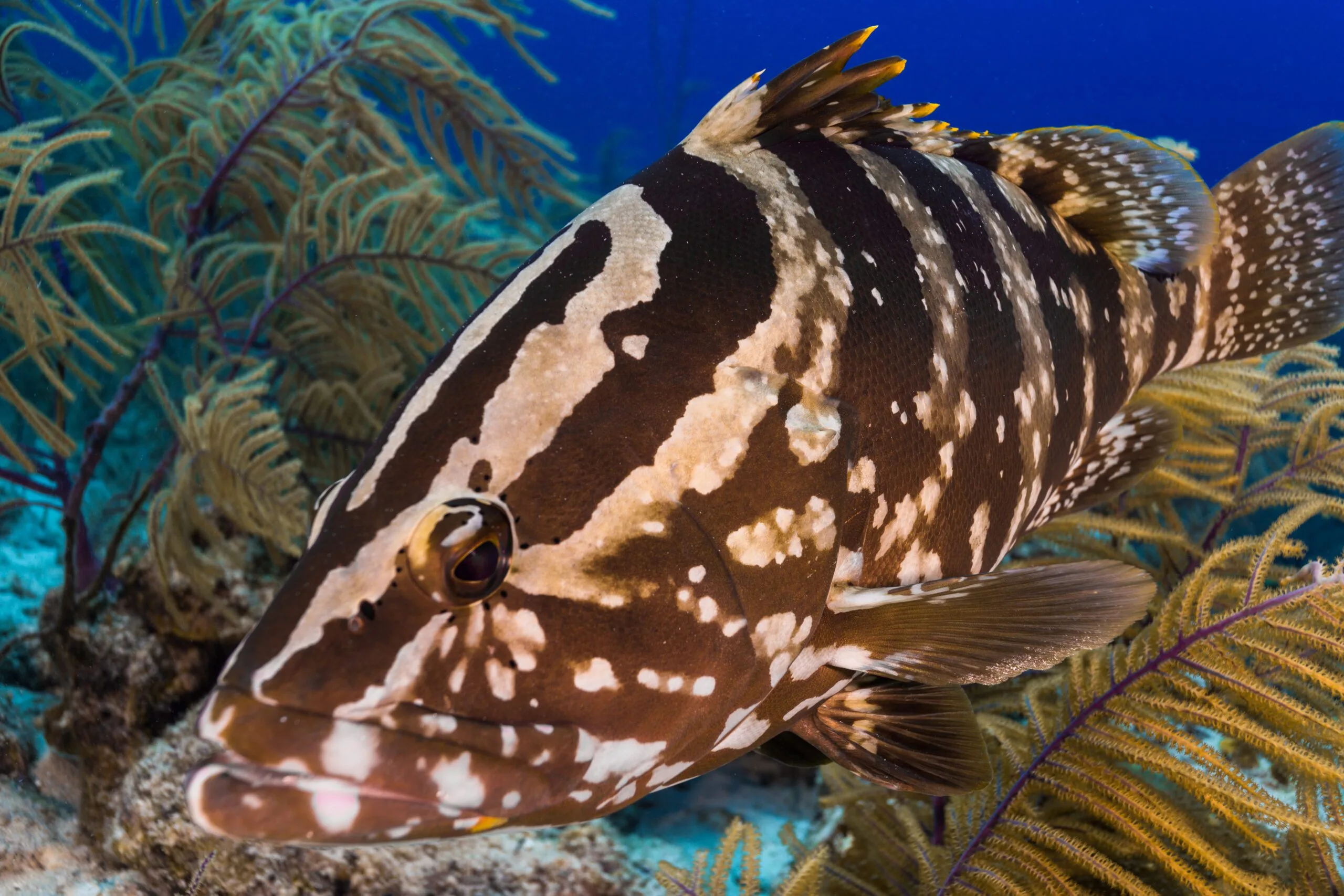Grouper Description