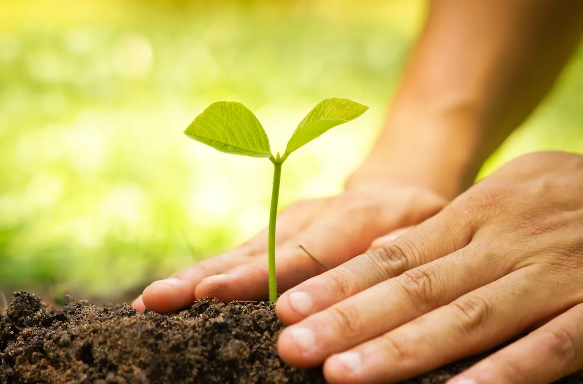 Growing Plant Planting Tree Emerging Europe