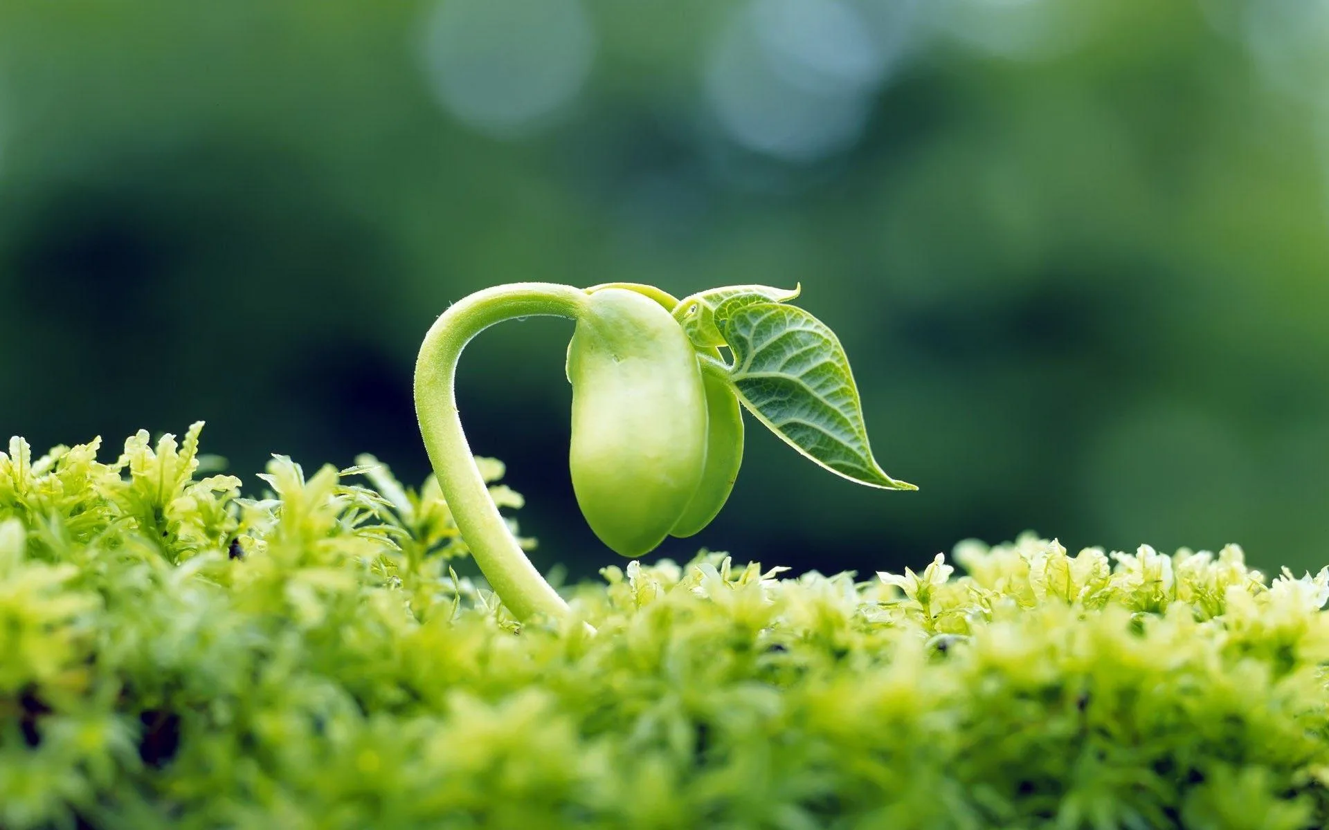 Growing Plant Wallpapers Top Free Growing Plant Backgrounds Wallpaperaccess