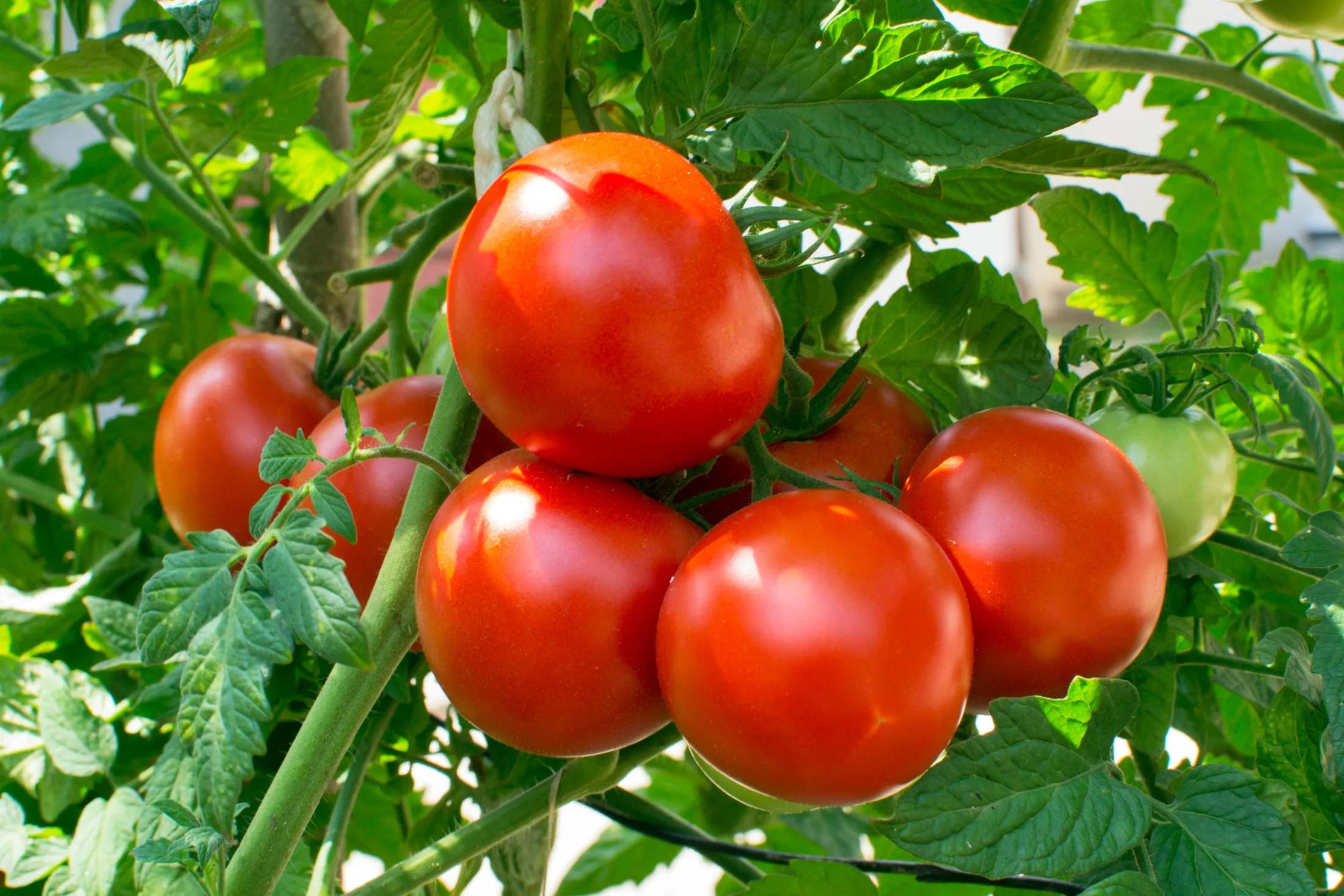 Growing Tomatoes Planting To Harvest The Old Farmer S Almanac