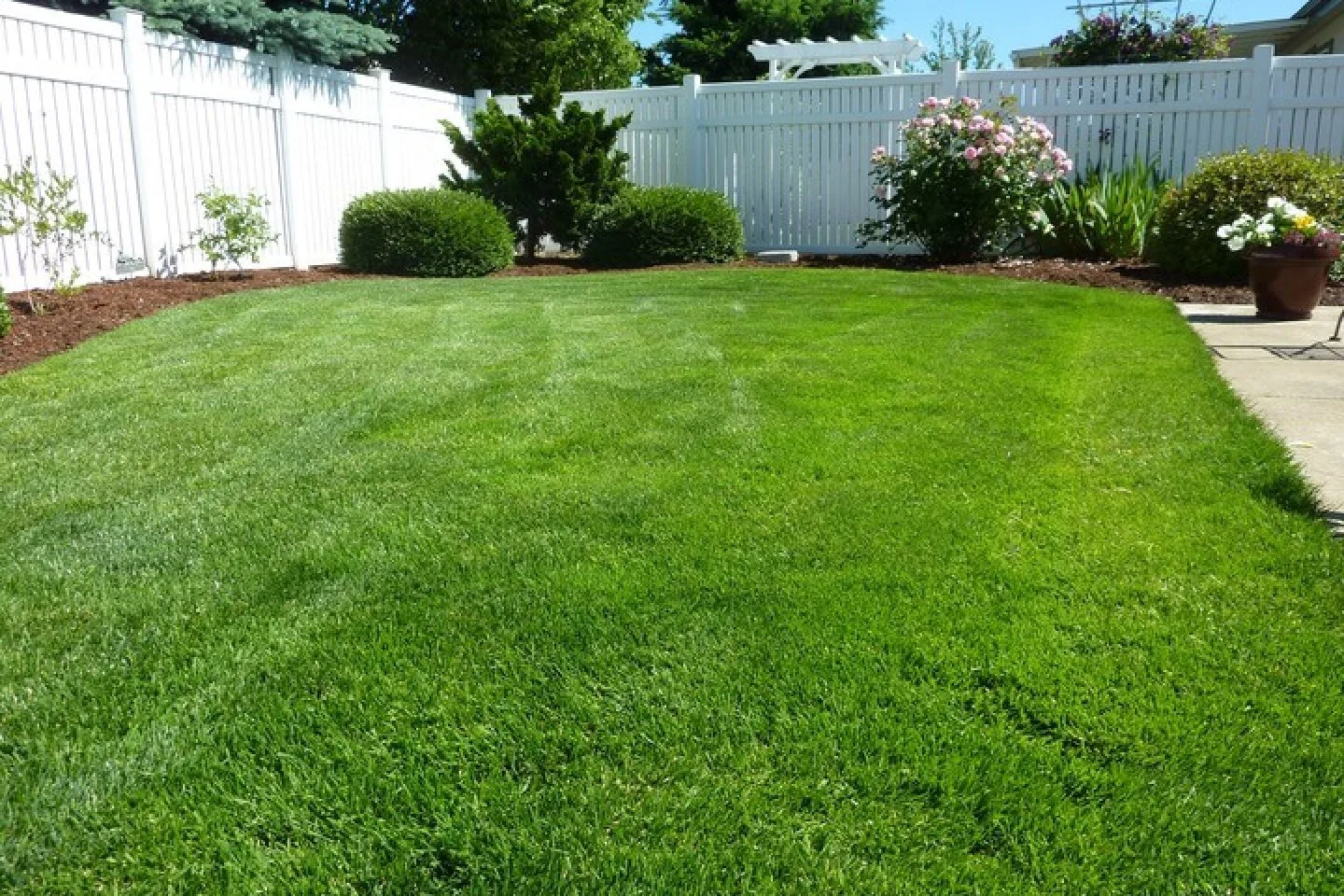 Guide To Lawn Care Thrive