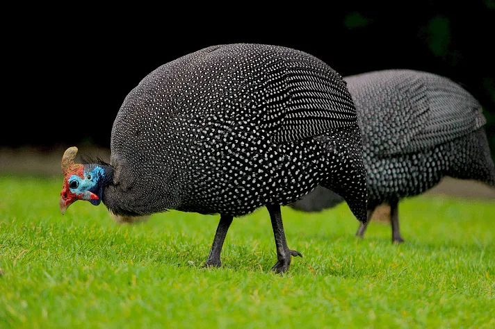 Guinea Hen All You Need To Know Complete Care Guide The Happy Chicken Coop