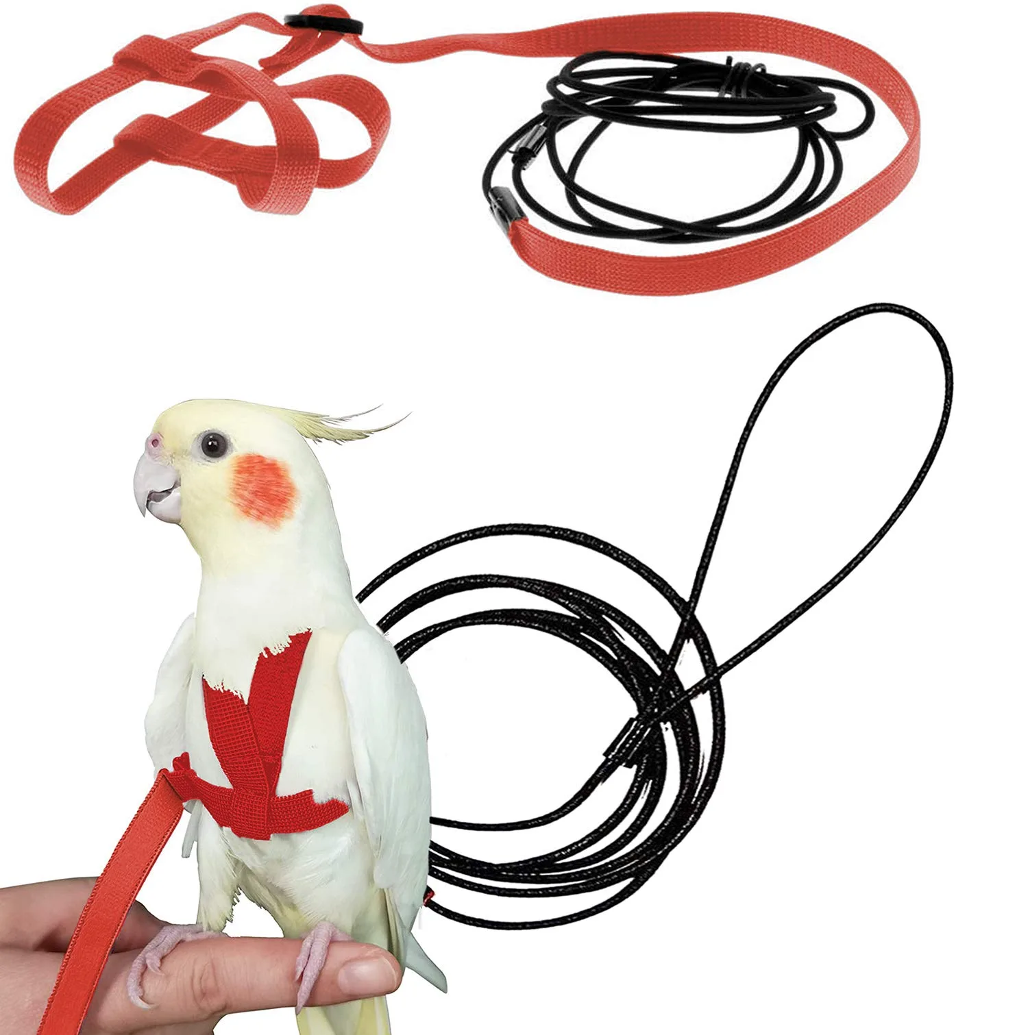 Harness Parrot