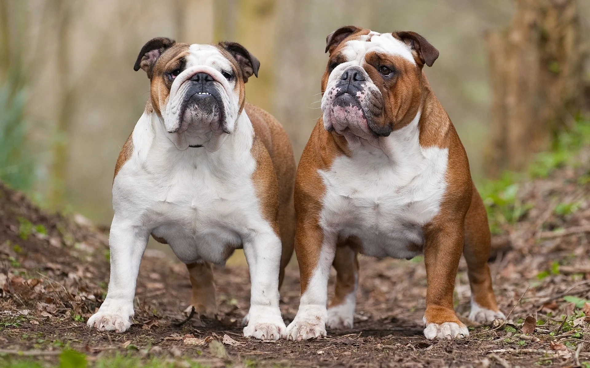 Hd Wallpaper Of Charming Bulldogs In Nature