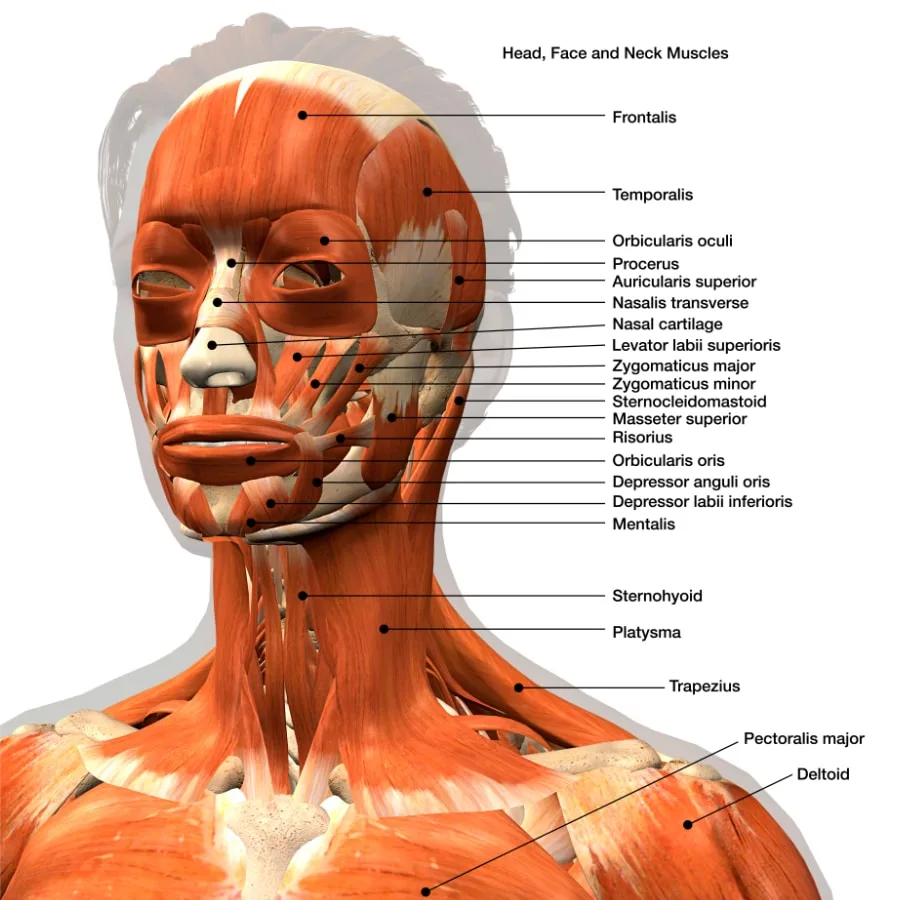 Head Neck And Trunk Anatomy At Ethan Fuhrman Blog