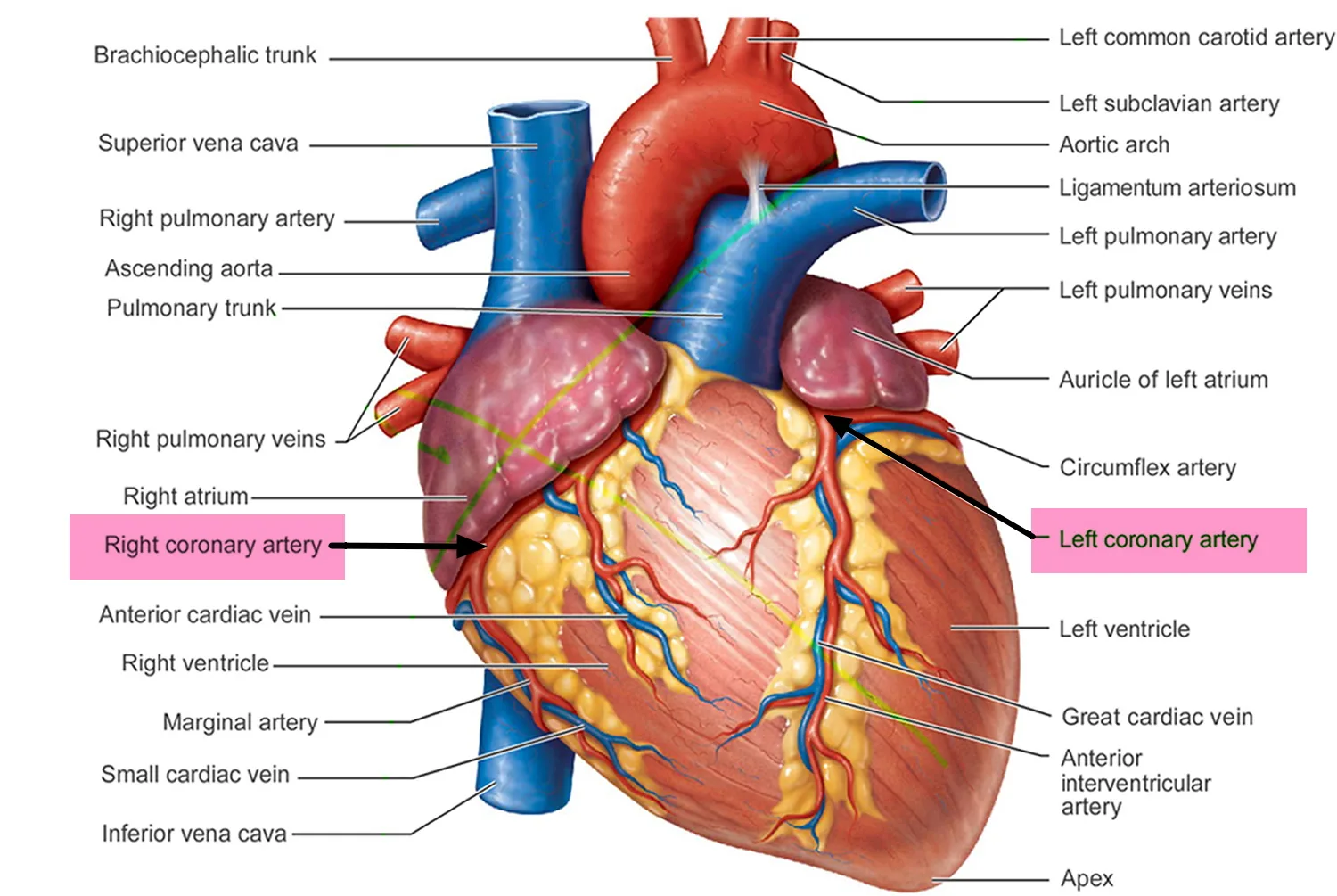 Heart Anatomy Labeled With Arteries