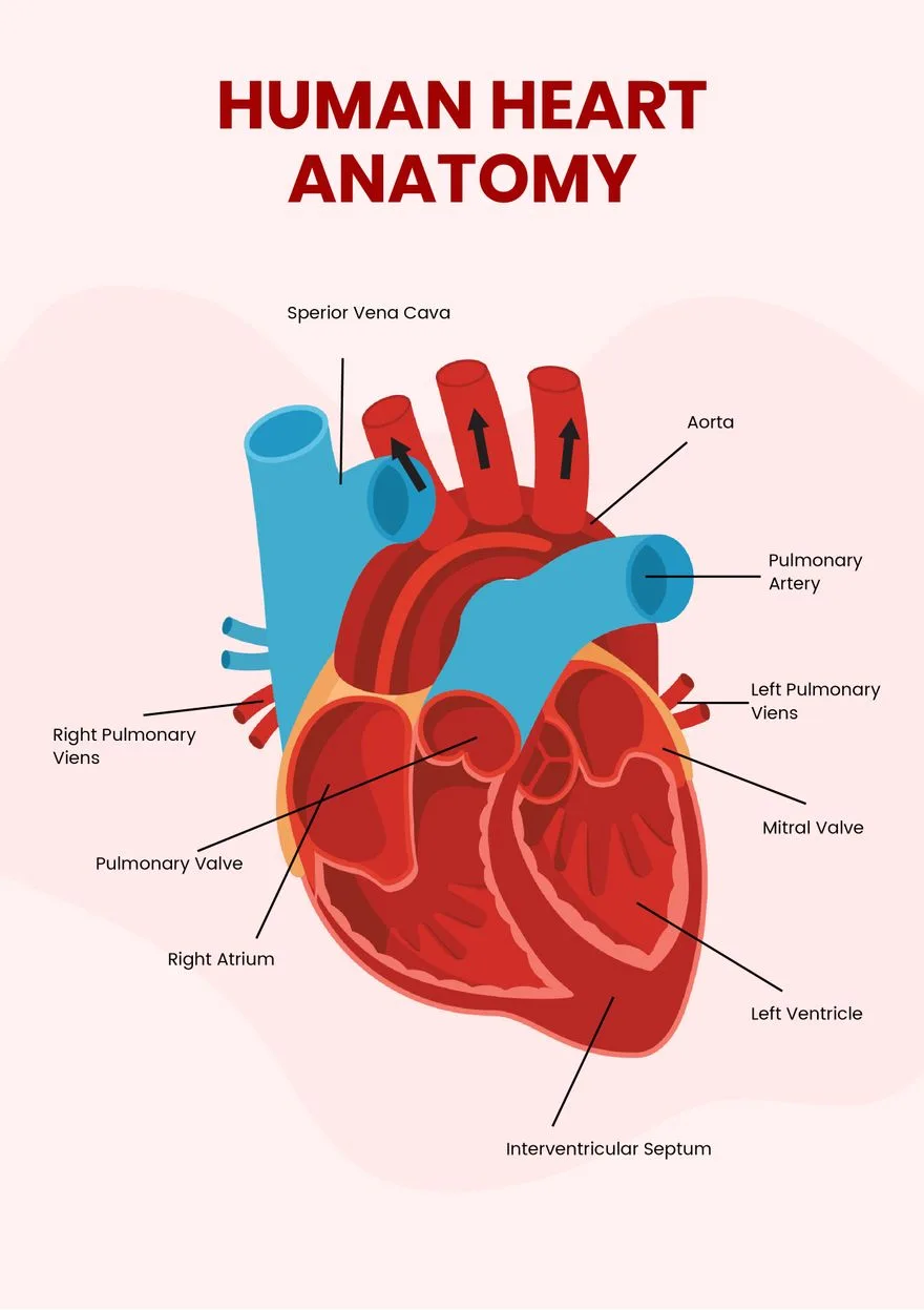 Heart Diagram In Word Download