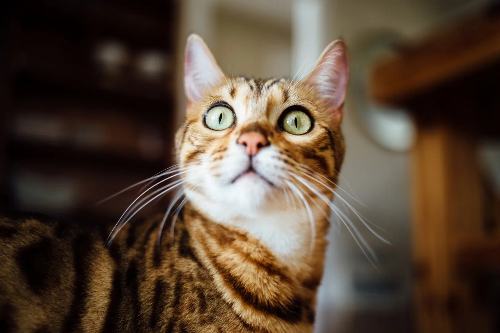 Help And Advice Expert Cat Care Guides Cats Protection