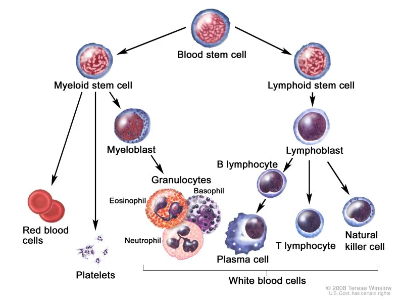 High Low Lymphocyte Count Functions How To Normalize Selfdecode Labs