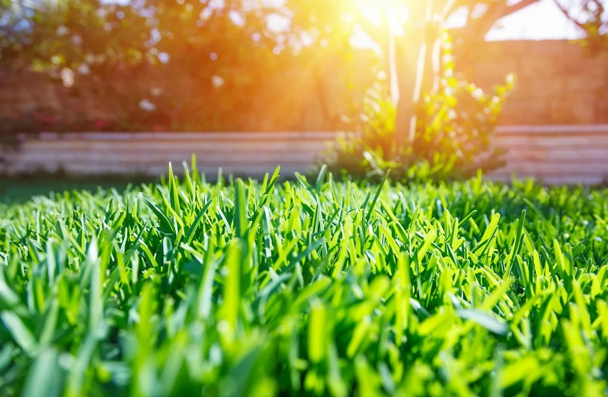 Homemade Lawn Fertilizer Recipes Thriftyfun