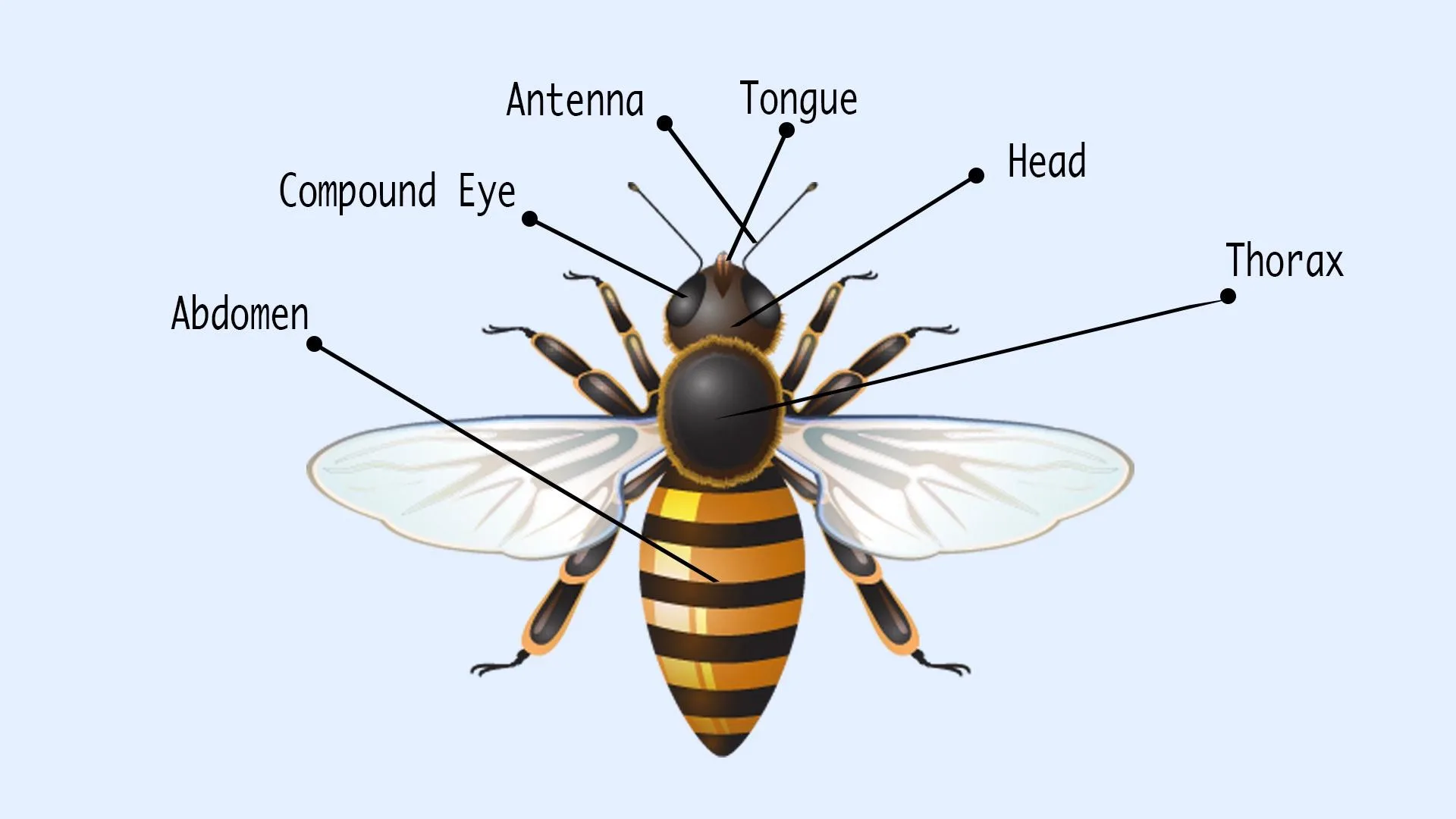 Honey Bee Pollination Diagram