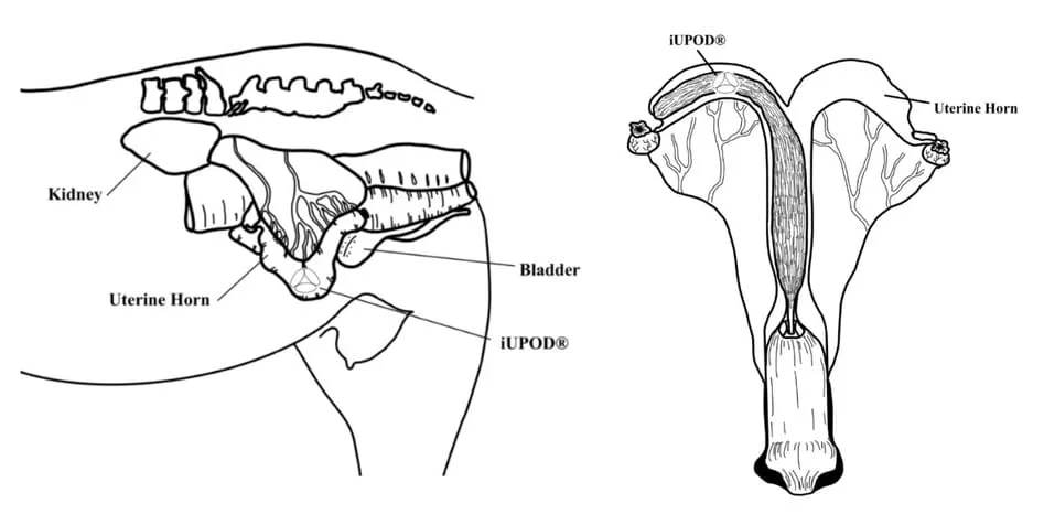 Hormonal Mare Try The Pearl Pod