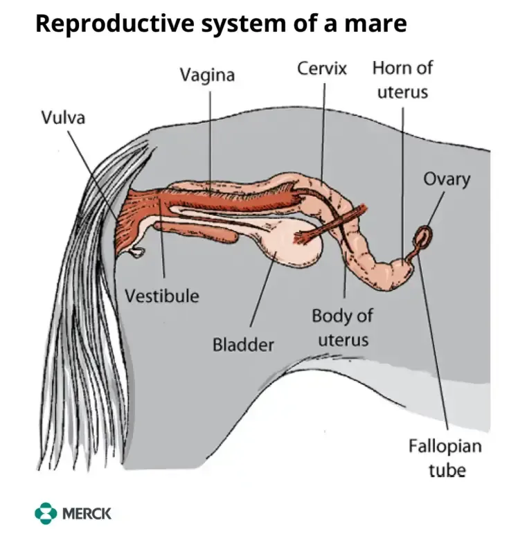Horse Anatomy 101 Everythingeq