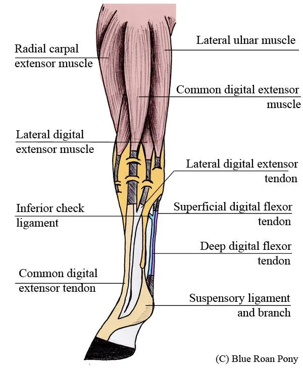 Horse Anatomy Muscles And Tendons Saferbrowser Yahoo Image Search Results Horse Care Supplies