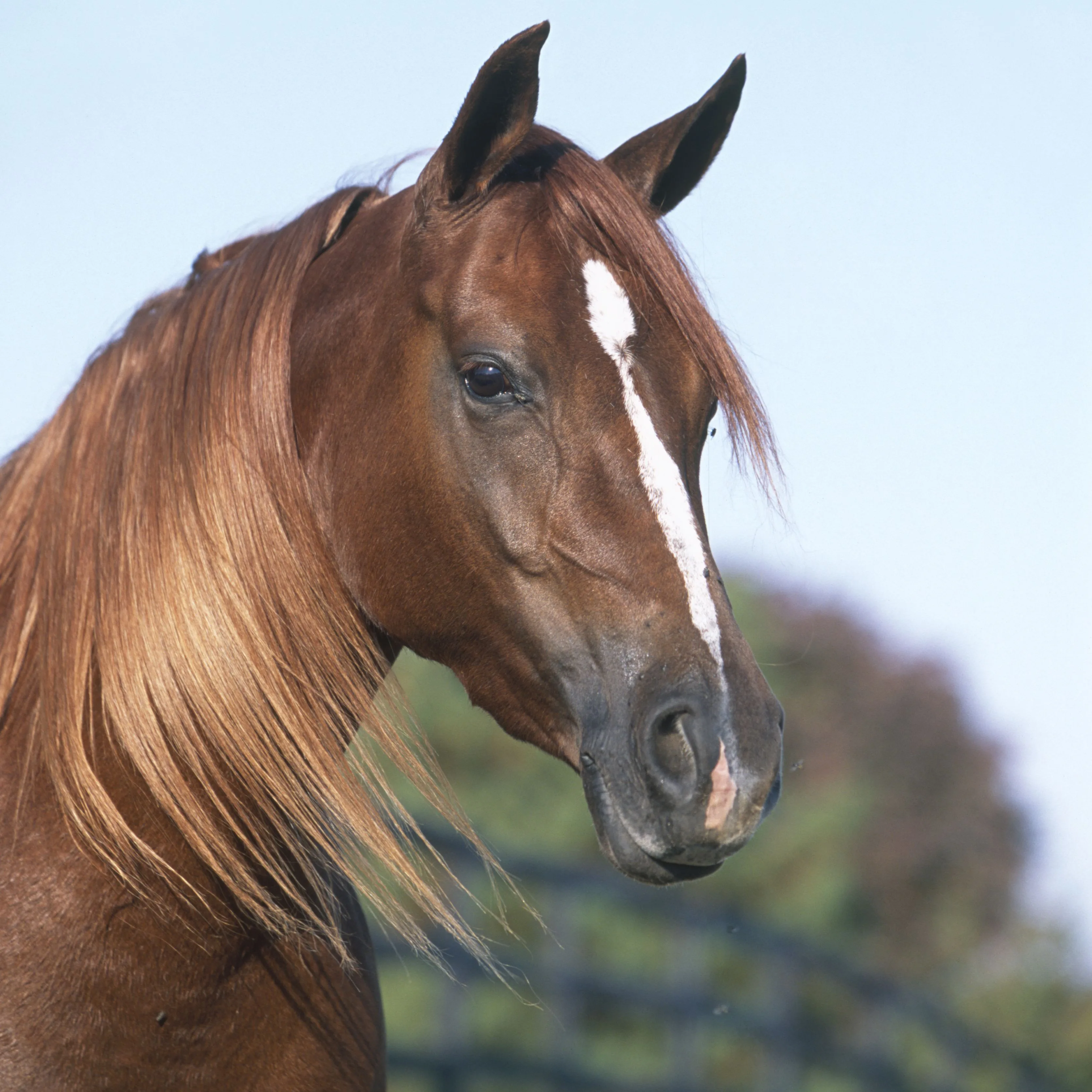 Horse Head Markings At Lucy Via Blog